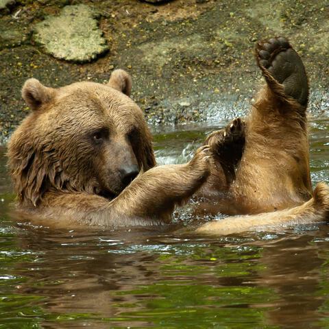 Entreeticket Ouwehands Dierenpark