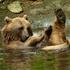 Entreeticket Ouwehands Dierenpark
