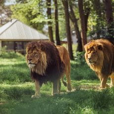 Safari Resort Beekse Bergen Midweek Hoogseizoen