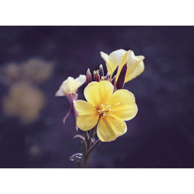 Weleda Evening Primrose Versterkende Nachtcrème 30 ML
