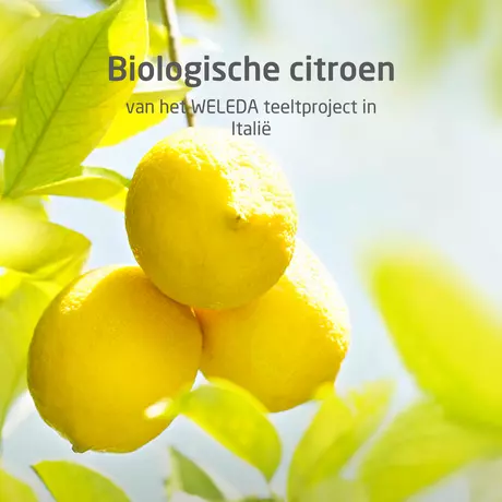 Weleda Citrus 24H Deodorant Roller 50 ML