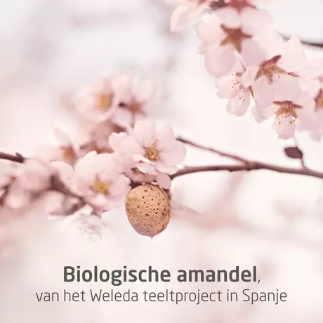 WELEDA Mama Zwangerschapsolie 100 ML