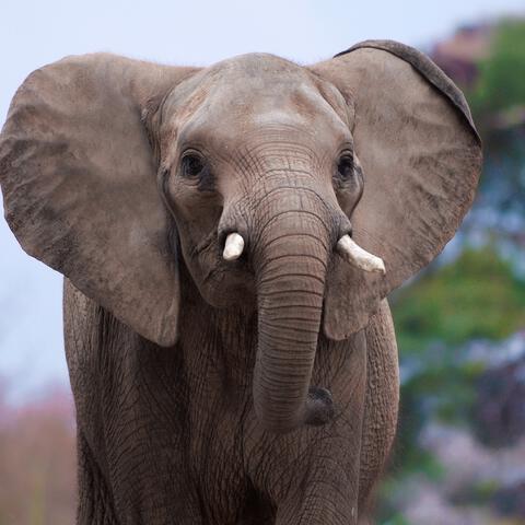 Entreeticket Ouwehands Dierenpark