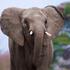 Entreeticket Ouwehands Dierenpark
