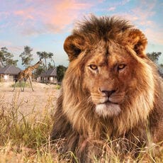 Safari Resort Beekse Bergen Weekend Laagseizoen