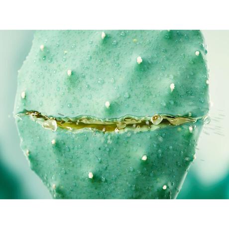 WELEDA Vijgencactus Hydraterende Gezichtscrème 30 ML
