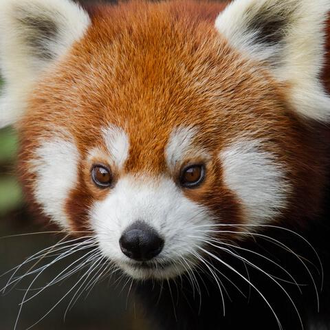 Entreeticket Ouwehands Dierenpark