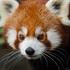 Entreeticket Ouwehands Dierenpark