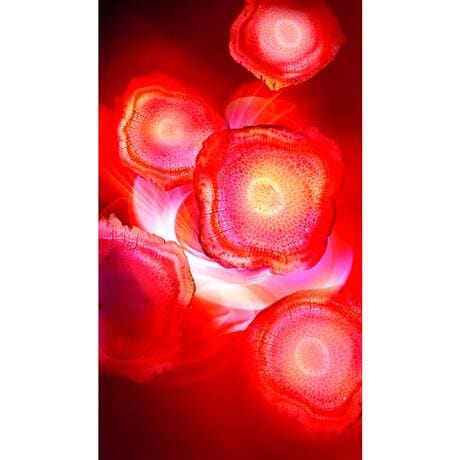 L'Oréal Paris Revitalift Red Cream Anti-Rimpel Dagcrème Met Ginseng 50 ML