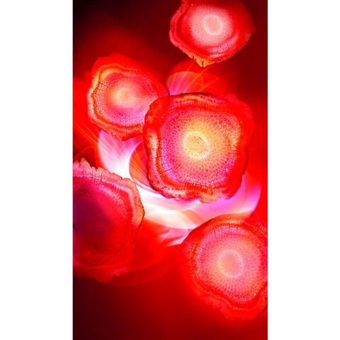 L'Oréal Paris Revitalift Red Cream Anti-Rimpel Dagcrème Met Ginseng 50 ML