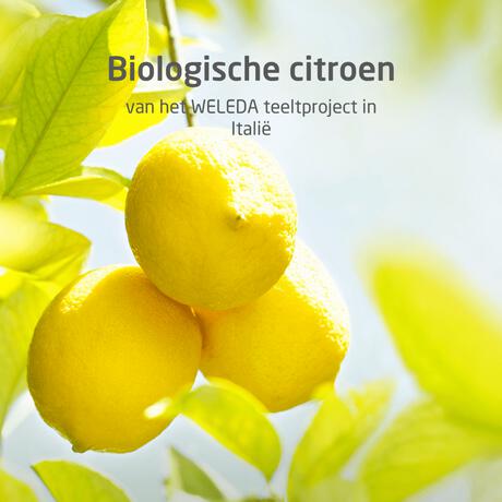 Weleda Citrus 24H Deodorant Roller 50 ML