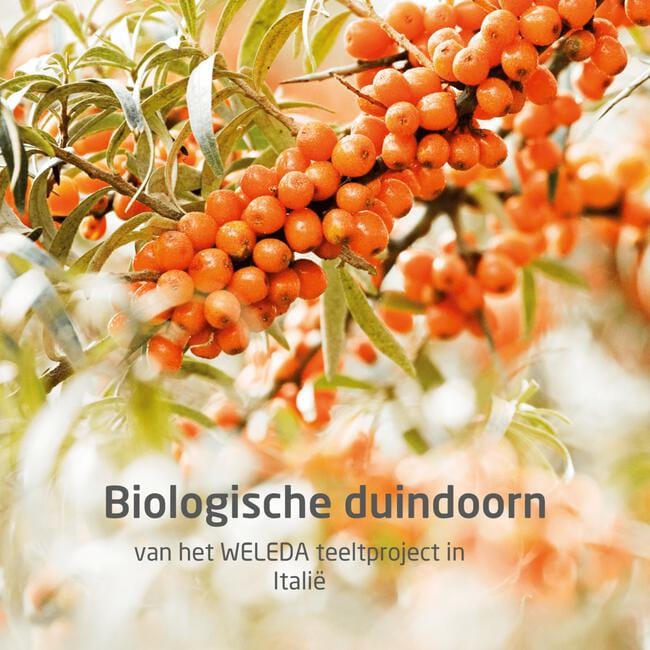 Weleda Duinhoorn 24H Deodorant Roller 50 ML