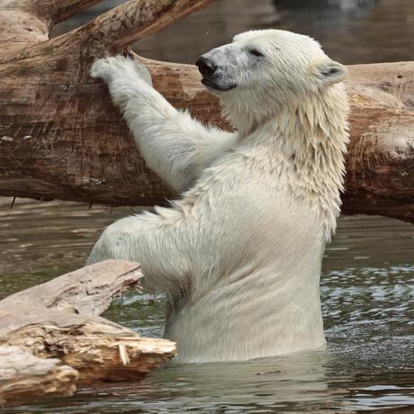 Entreeticket Ouwehands Dierenpark