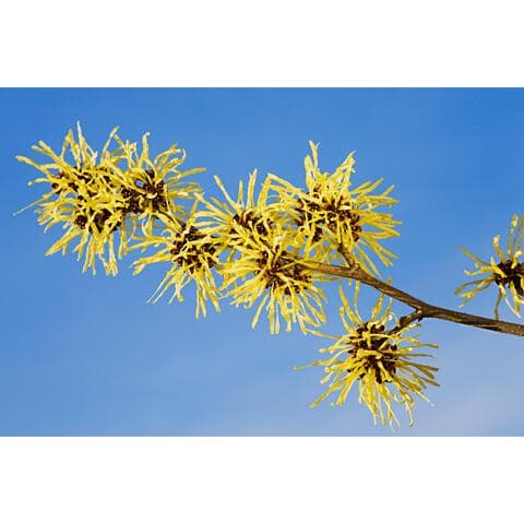 Weleda Verfrissende Reinigingsgel 150 ML