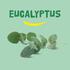 Happy Earth Pure Shower Gel Eucalyptus 300 Ml