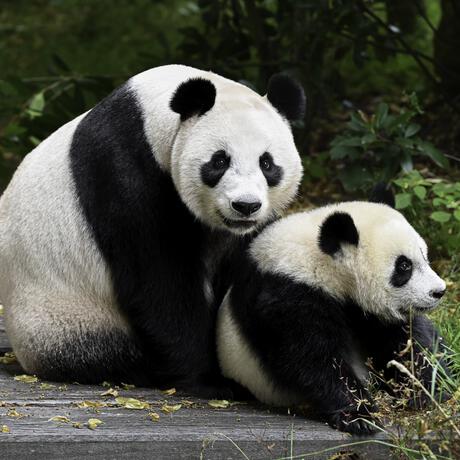 Entreeticket Ouwehands Dierenpark