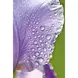 WELEDA Iris Hydraterende Dagcrème 30 ML