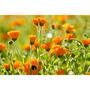 Weleda Calendula massageolie