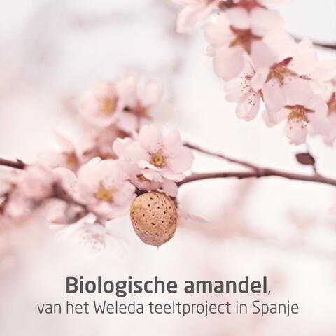 Weleda Mama Perineum Massage Olie