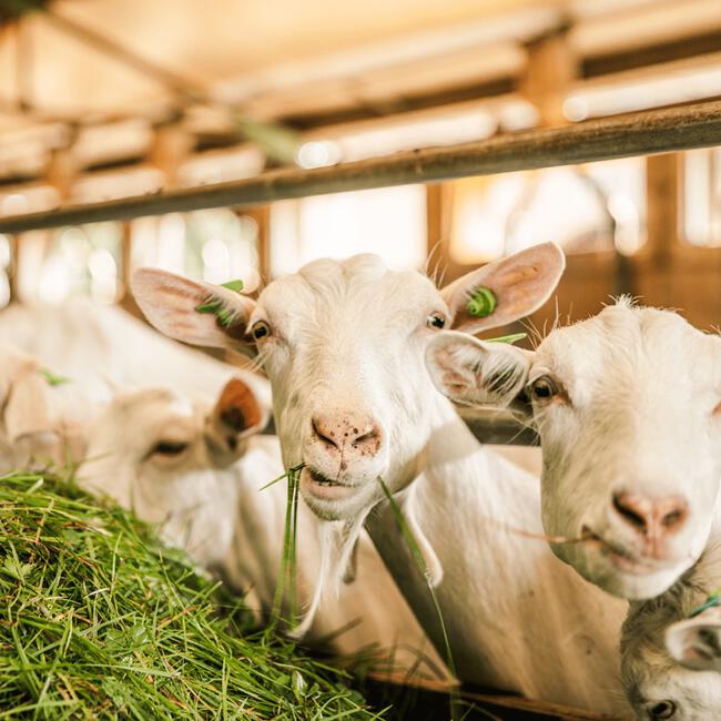 Pure Goat Company Opvolgmelk 3 - 800 GR