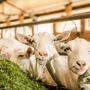 Pure Goat Company Opvolgmelk 3 - 800 GR