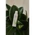 Therme Forest Flower Meditation Foaming Douchegel 200 ML