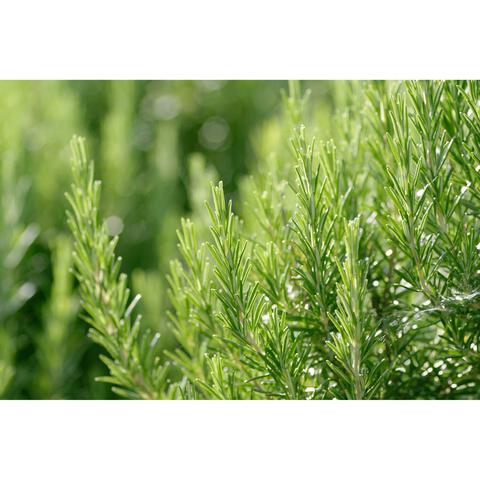 Weleda Men hydraterende crème