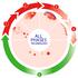 SoreFix Prevent Op Zink Gebaseerde Koortslip Balsem 8 ML