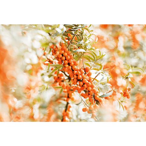 Weleda Duindoorn Vitaliserende Body Olie 100 ML