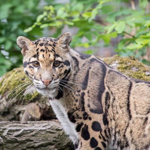 Entreeticket Ouwehands Dierenpark