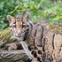 Entreeticket Ouwehands Dierenpark