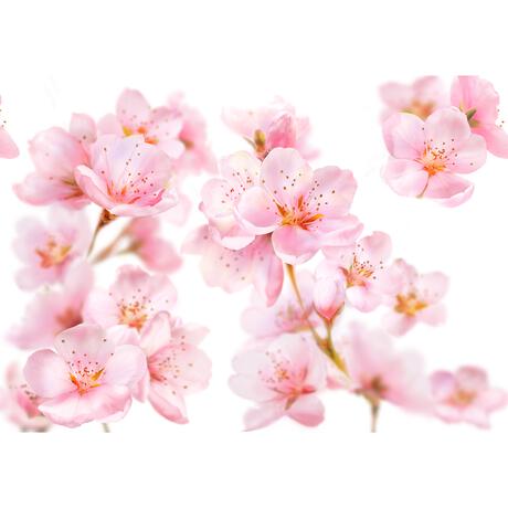 Kneipp Soft Skin Badolie 100 ML