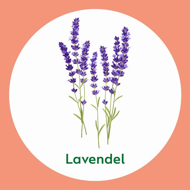 Dettol Antibacterieel Verzachtend Lavendel Handzeep 250 ML