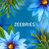 Lenor Geurparels Zeebries Fresh 240 gram
