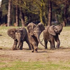 Entreeticket Safaripark Beekse Bergen - Vanaf 3 jaar