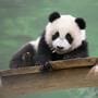Entreeticket Ouwehands Dierenpark