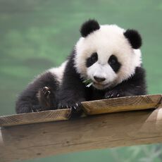 Entreeticket Ouwehands Dierenpark