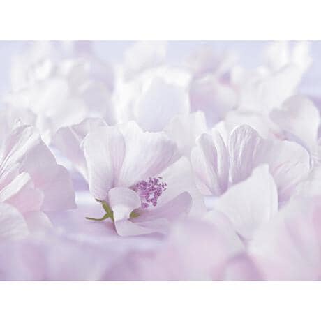 Weleda Baby Witte Malva Sensitive Gezichtscrème