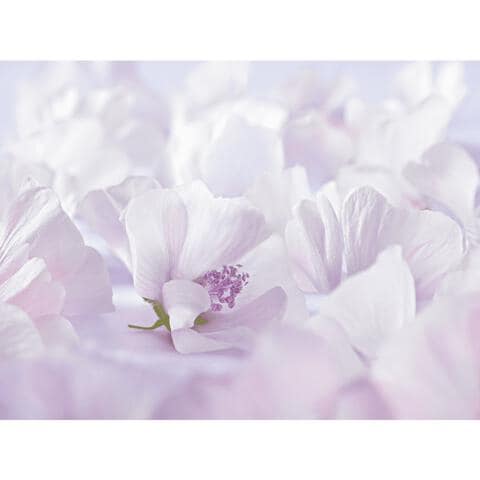 Weleda Baby Witte Malva Sensitive Gezichtscrème