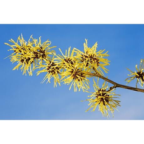 Weleda 2-In-1 Reiniger & Toner 100 ML