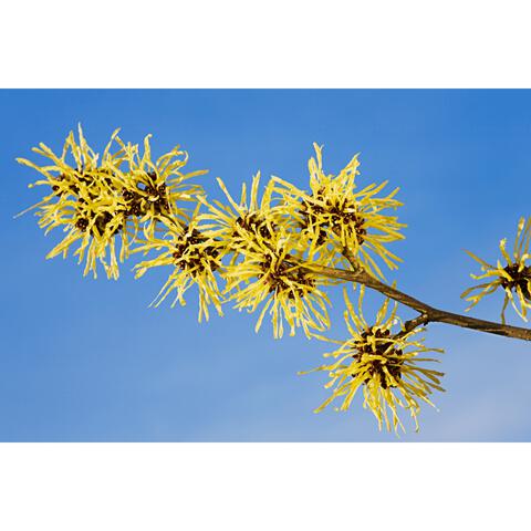 Weleda Milde Reinigingsmousse 150 ML