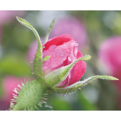 Weleda Wilde Rozen & Witte Thee Vitaliserende Dagcrème 40 ML