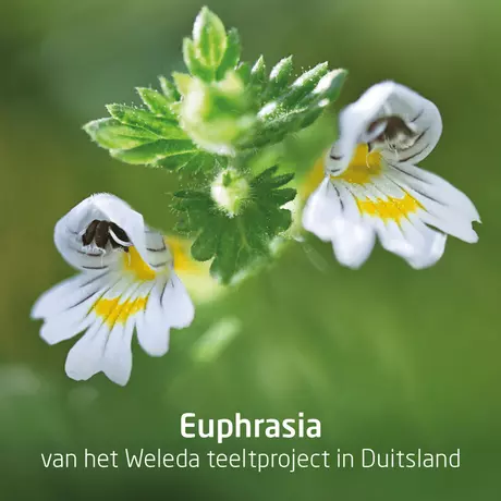 WELEDA Ogentroost Oogdruppels Ampullen