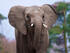 Entreeticket Ouwehands Dierenpark