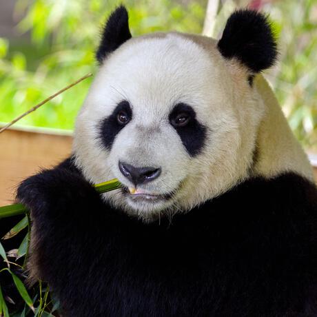 Entreeticket Ouwehands Dierenpark