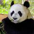 Entreeticket Ouwehands Dierenpark
