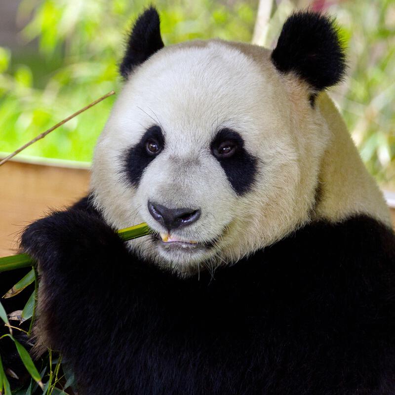 Entreeticket Ouwehands Dierenpark