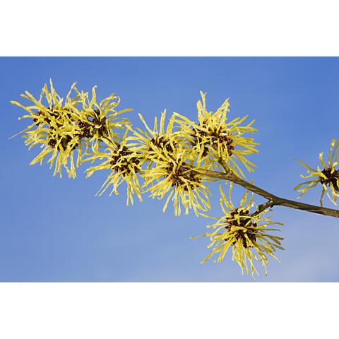 Weleda Milde Reinigingsmousse 150 ML