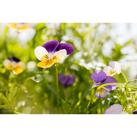 Weleda MEN Scheercrème - 75ML