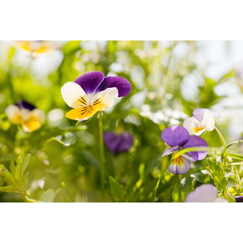 Weleda MEN Scheercrème - 75ML